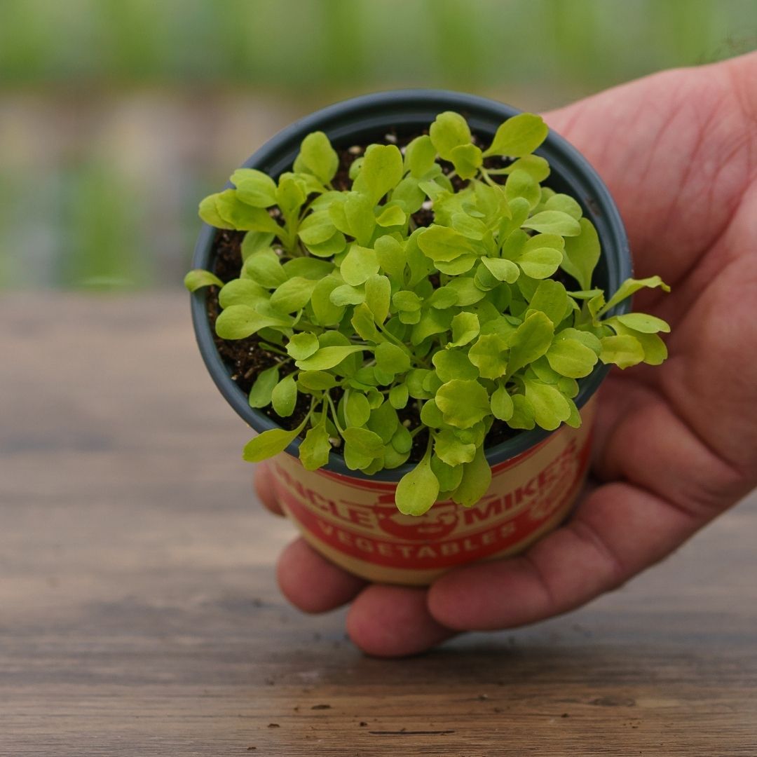 Lettuce – Iceberg – 4″ Pot